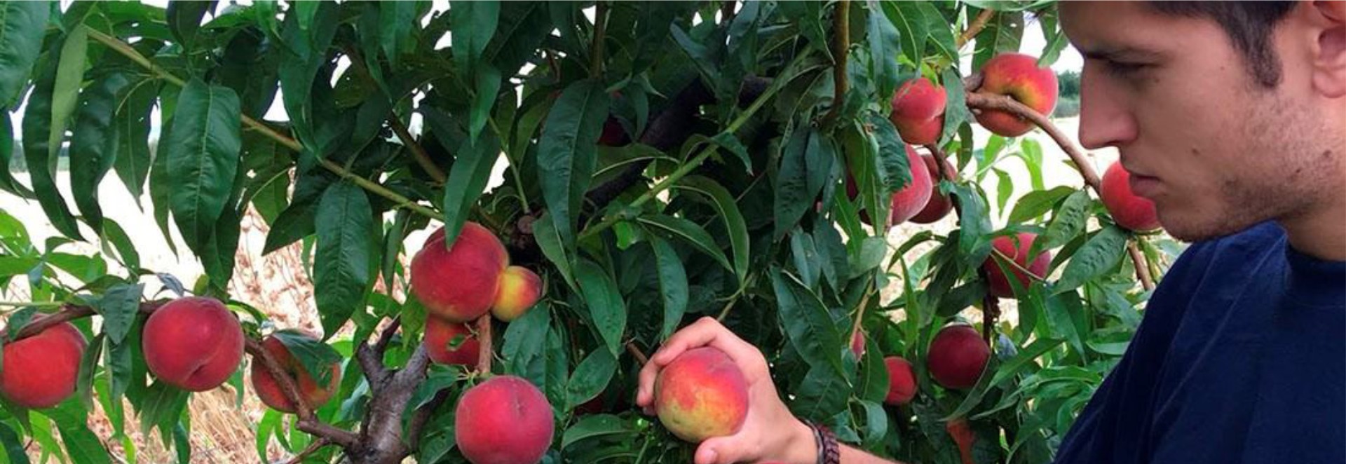unicaex-fresh-fruit-family